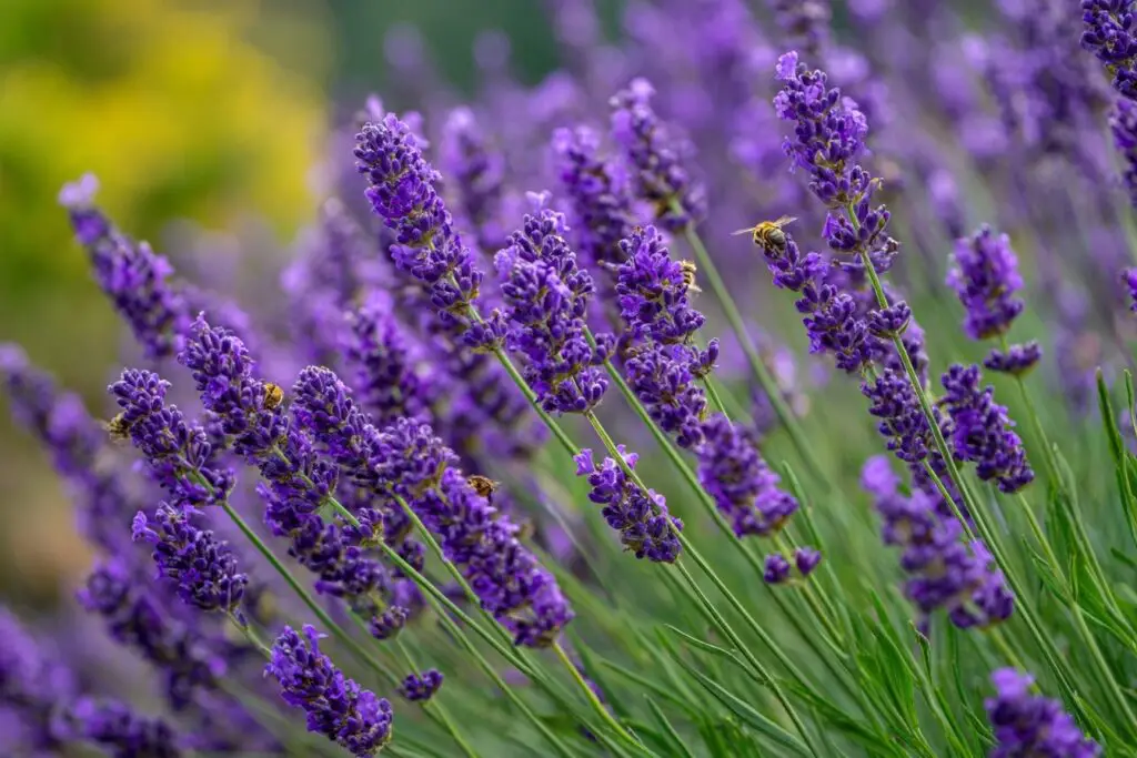 Lavender
