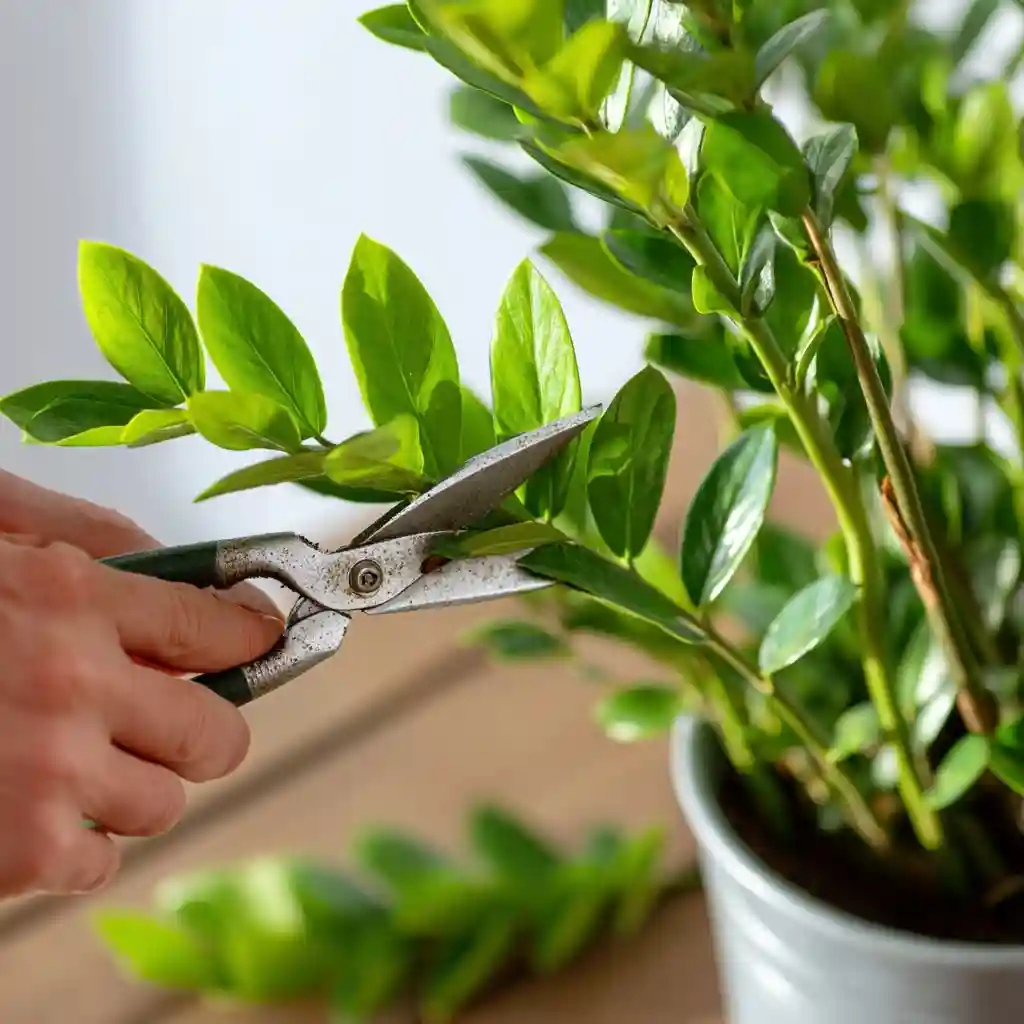 Grow ZZ Plants