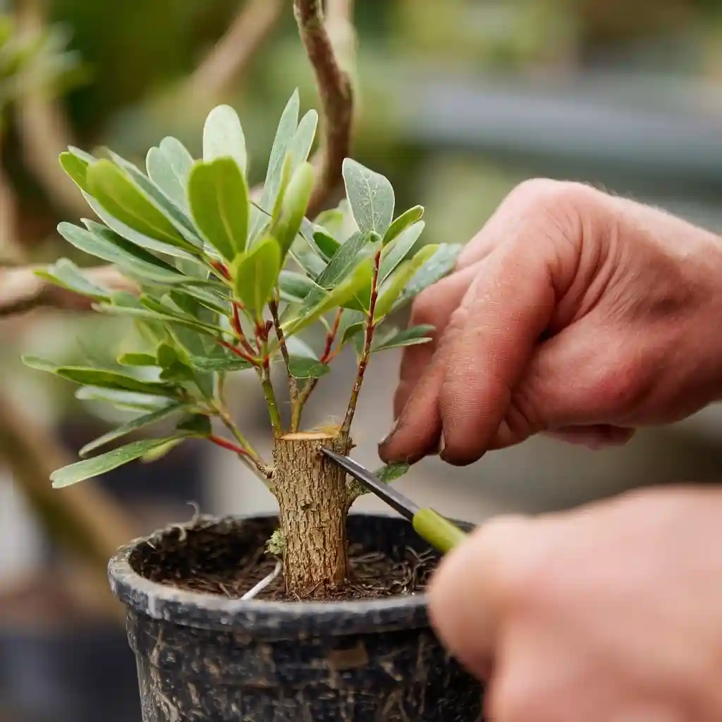 Grafting Plants