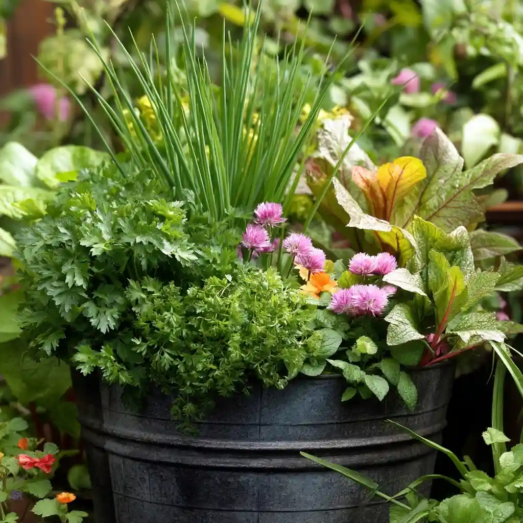 Sneak Edibles into Ornamental Containers