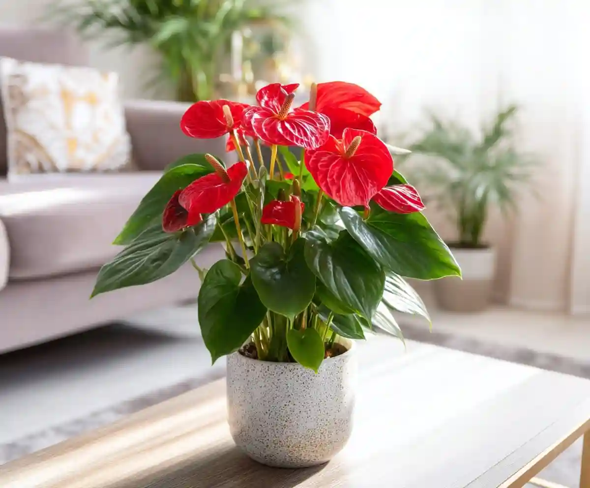 20 Tropical Indoor Plants You Can Actually Grow Indoors