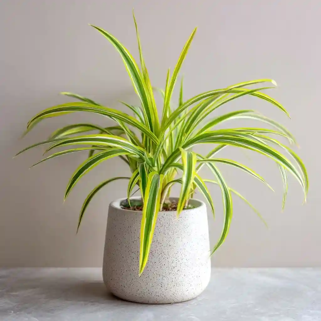 You’ve Overfertilized Your Plant