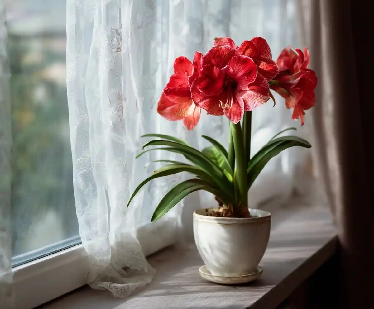 How to Care for Amaryllis Indoors – Easy Growing Guide