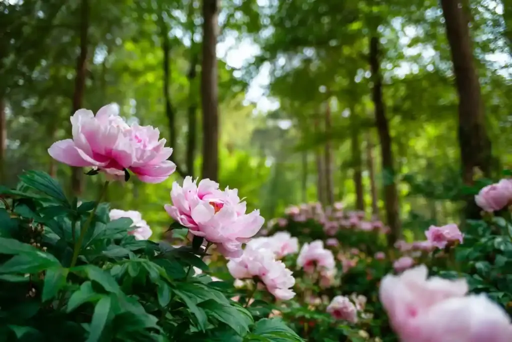 care for peonies