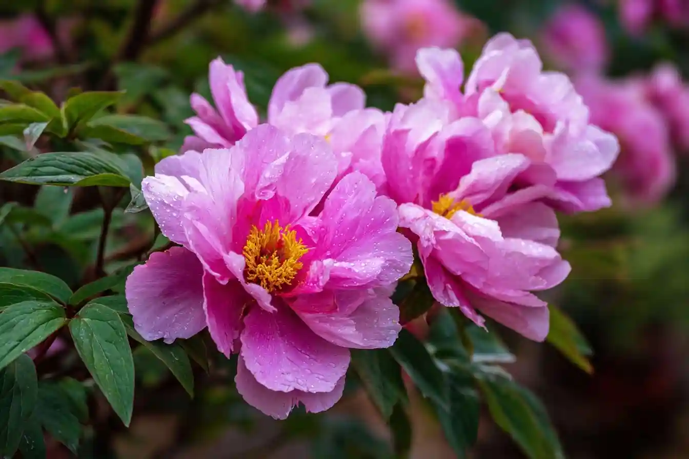How to Grow and Care for Peonies