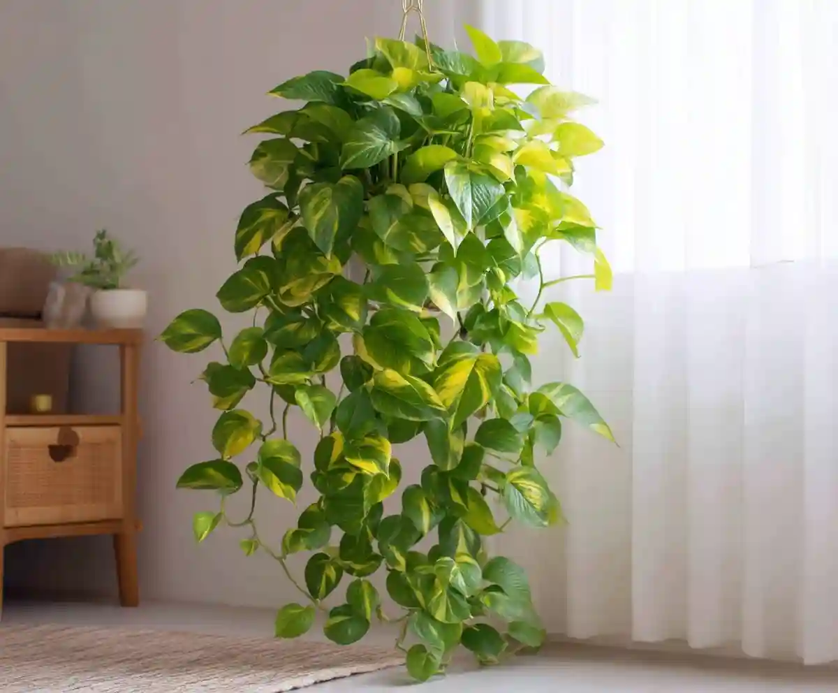 21 Best Indoor Hanging Plants for Maximizing Vertical Space