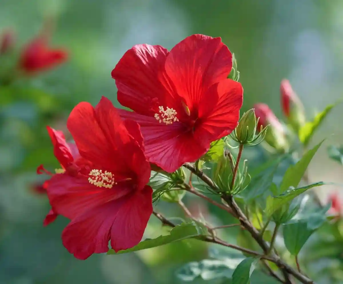 How to Grow & Care for Swamp Hibiscus