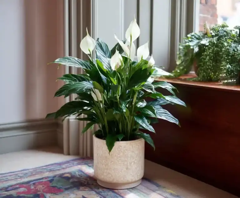 15 Common Houseplants