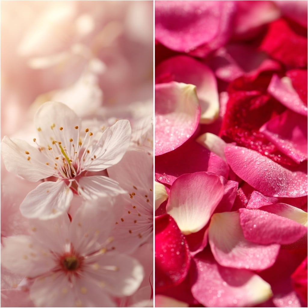 25 Fascinating Cherry Blossom Facts You Never Knew 11 The Cherry Blossom Tree Belongs to the Rose Family