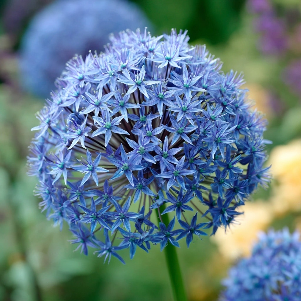  Allium