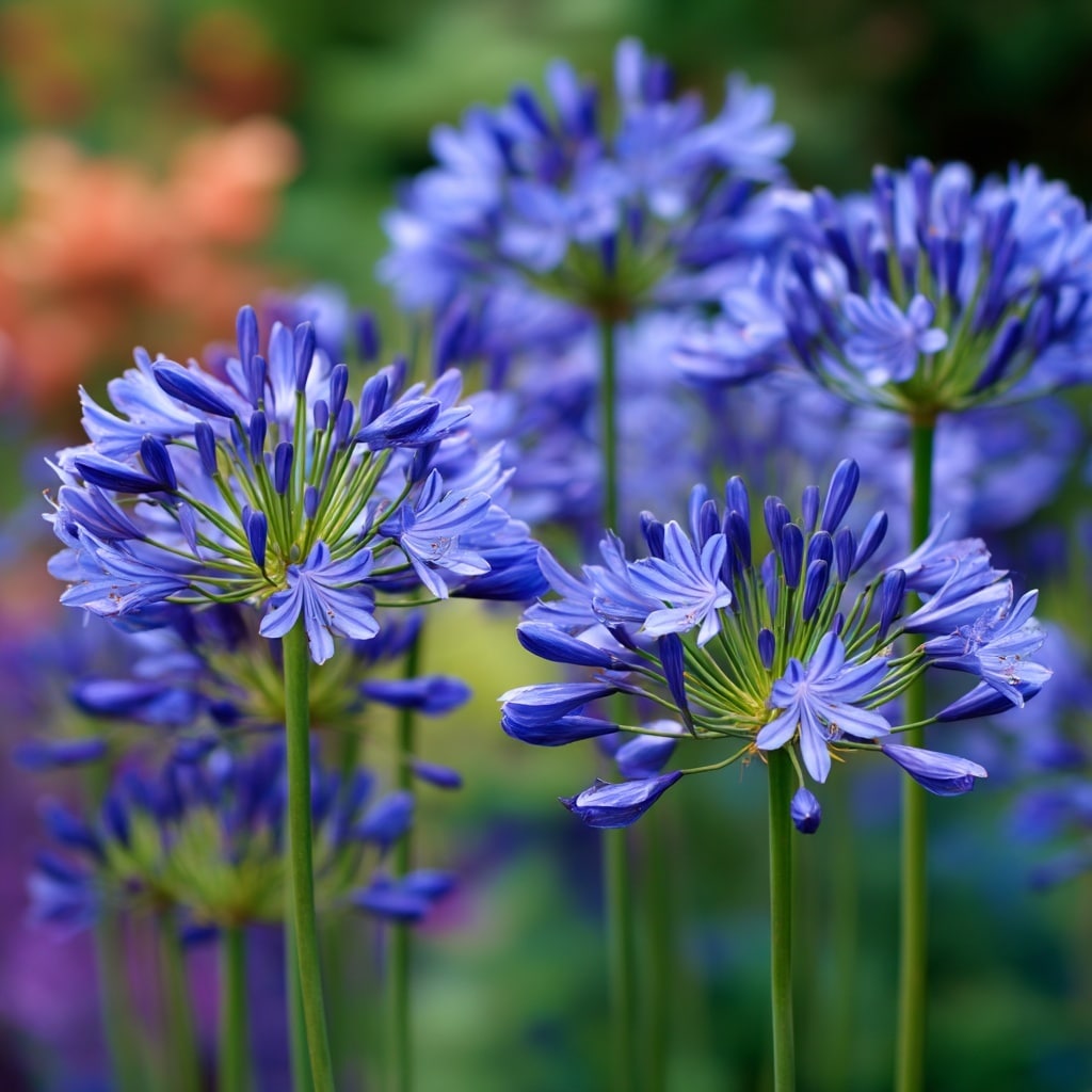  Agapanthus