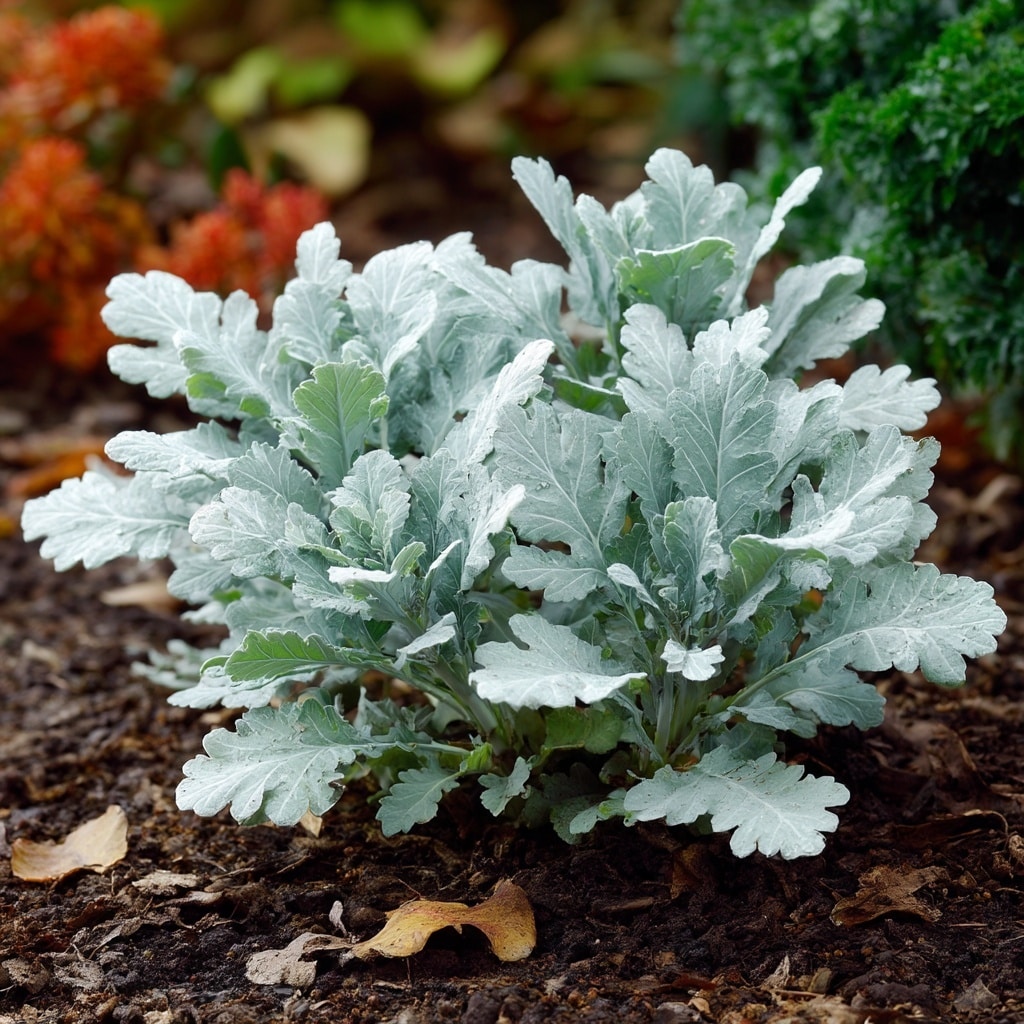 15 Deer-Resistant Plants That Protect Your Garden 11 . Dusty Miller