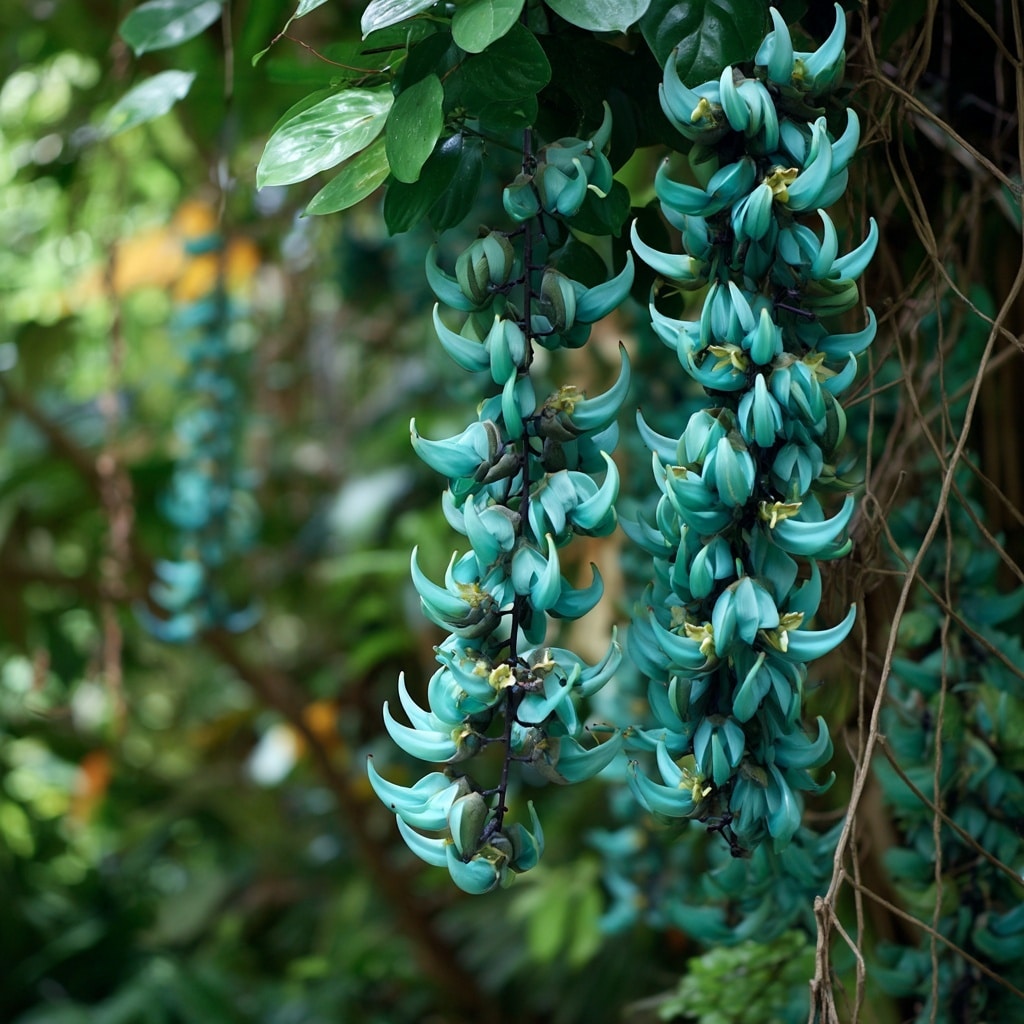 Jade Vine
