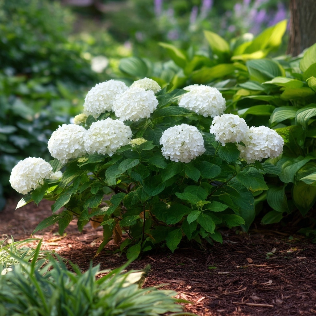 Smooth Hydrangeas (Hydrangea arborescens)