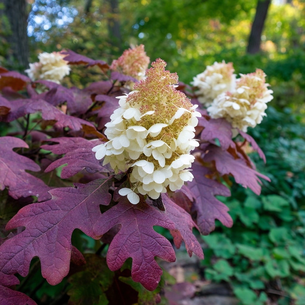 Oakleaf Hydrangeas (Hydrangea quercifolia)