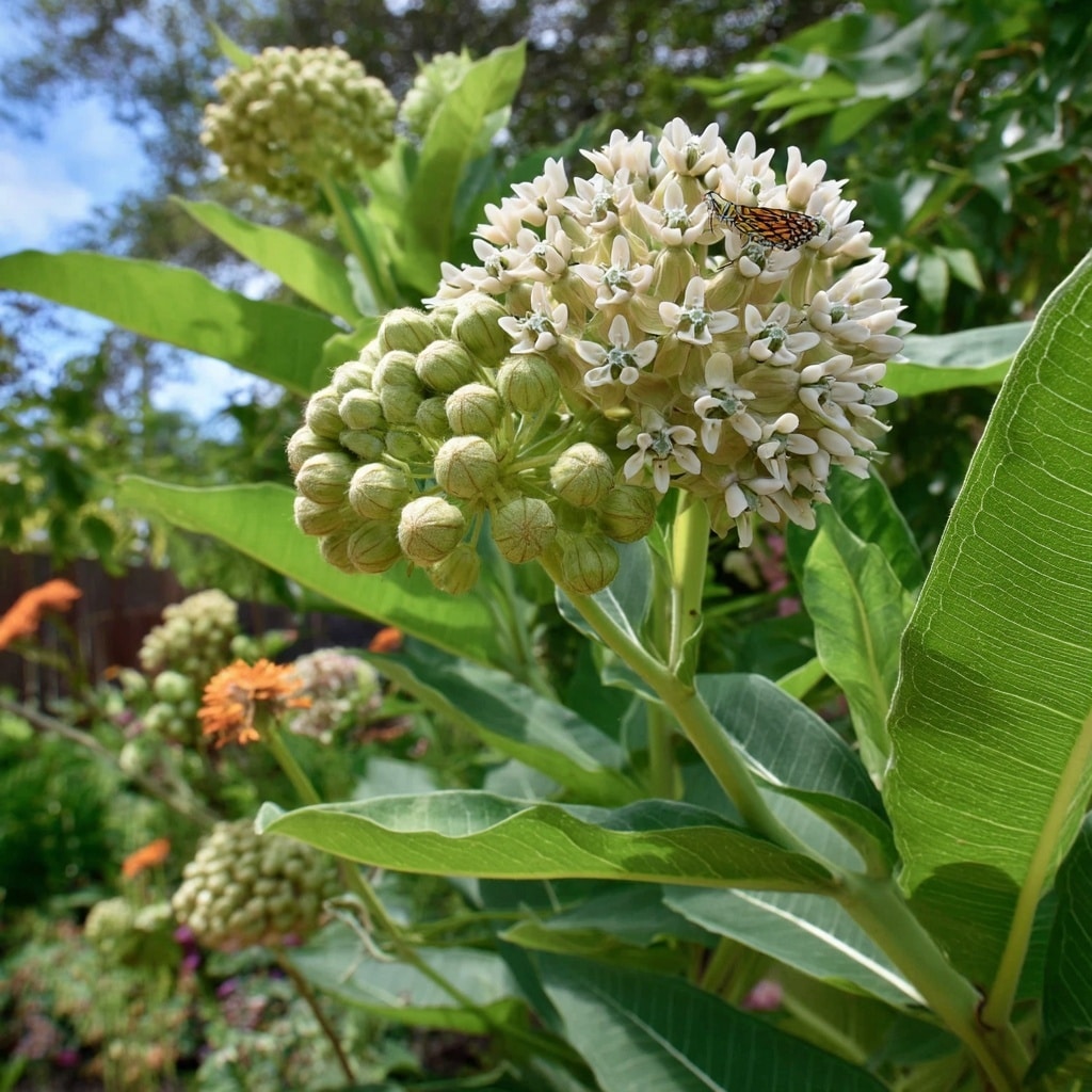15 Unique Flowers to Make Your Garden Stand Out 8 Family Jewels Milkweed (Asclepias physocarpa)