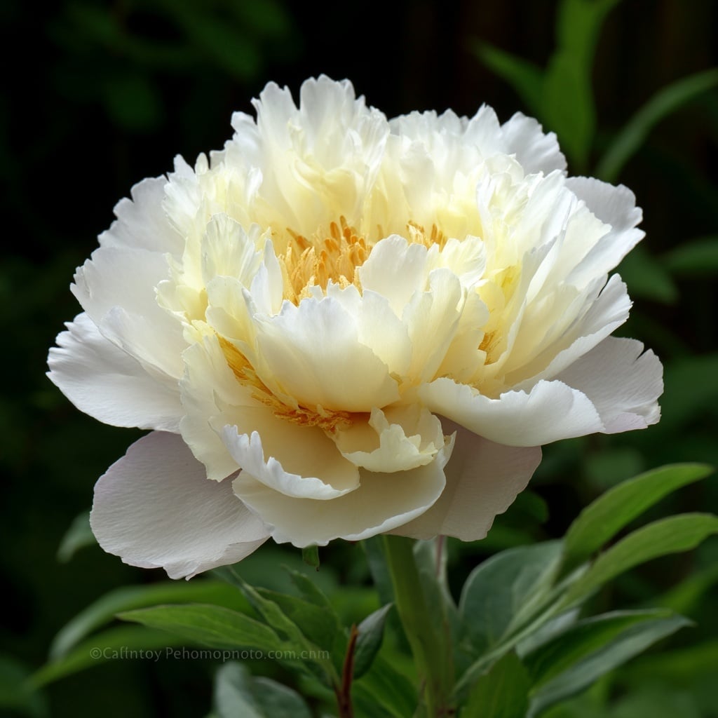 Guide to White Peonies: Types, Symbolism & Growing Tips