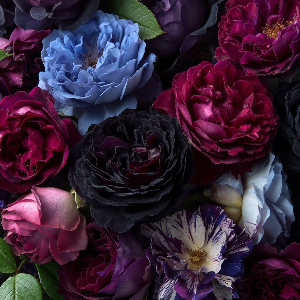 Top 5 Rare Rose Varieties for Your Garden 2 Why Rare Roses Captivate Gardeners and Collectors