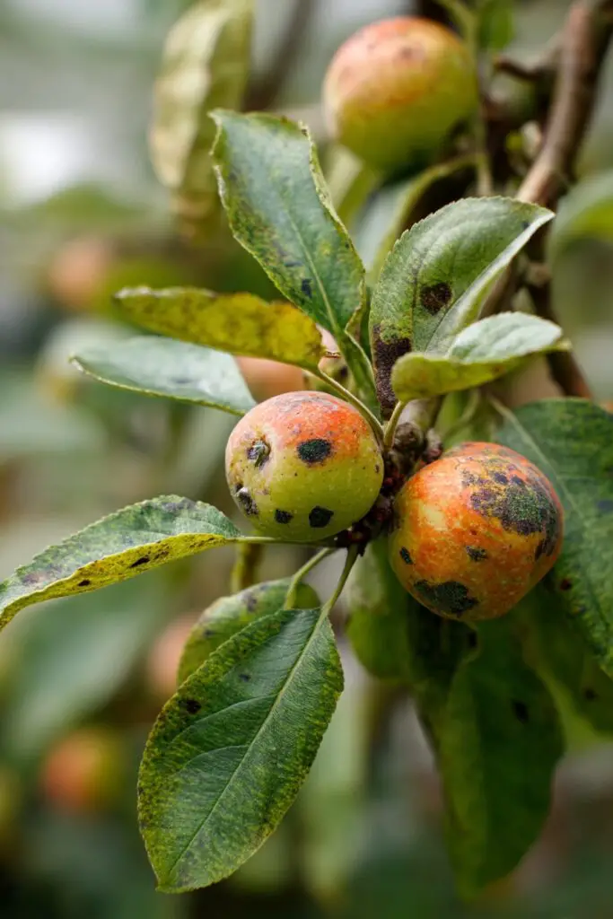 Top 5 Apple Tree Problems and How to Fix Them 2 Top 5 Apple Tree Problems and How to Fix Them