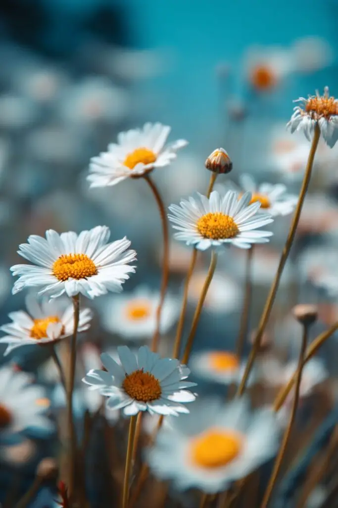 The Daisy Flower: Meaning, Symbolism & Varieties 2 The Daisy Flower: Meaning, Symbolism & Varieties