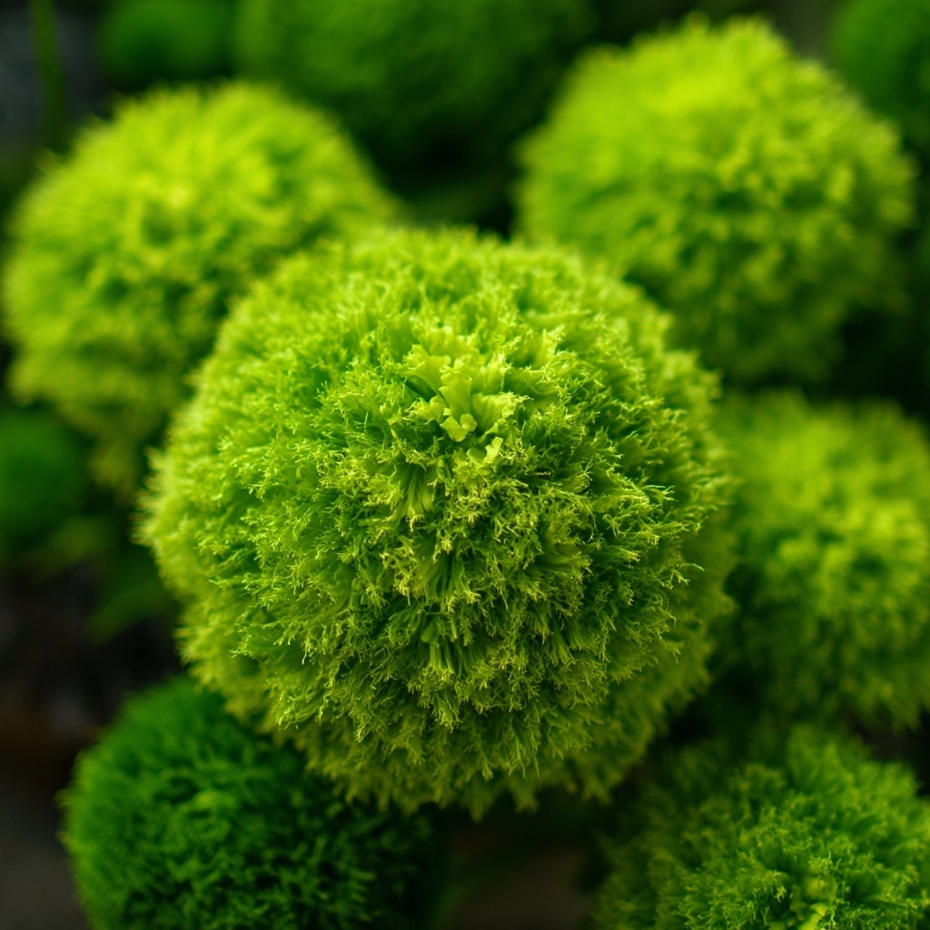 10 Popular Types of Green Flowers for Every Garden