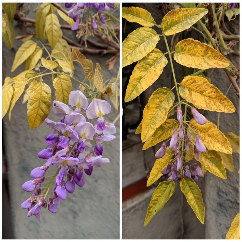 How to Grow and Care for Wisteria Flower