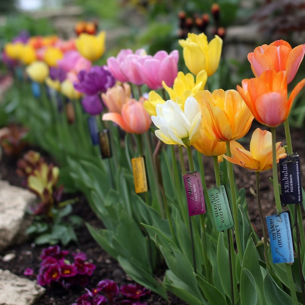 Tulips: Meaning, Colors, and Symbolism Explained 3 Tulips: Meaning, Colors, and Symbolism Explained