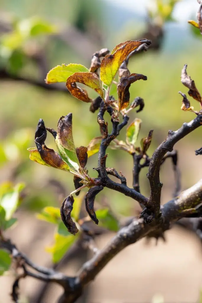 Top 5 Apple Tree Problems and How to Fix Them 4 Top 5 Apple Tree Problems and How to Fix Them