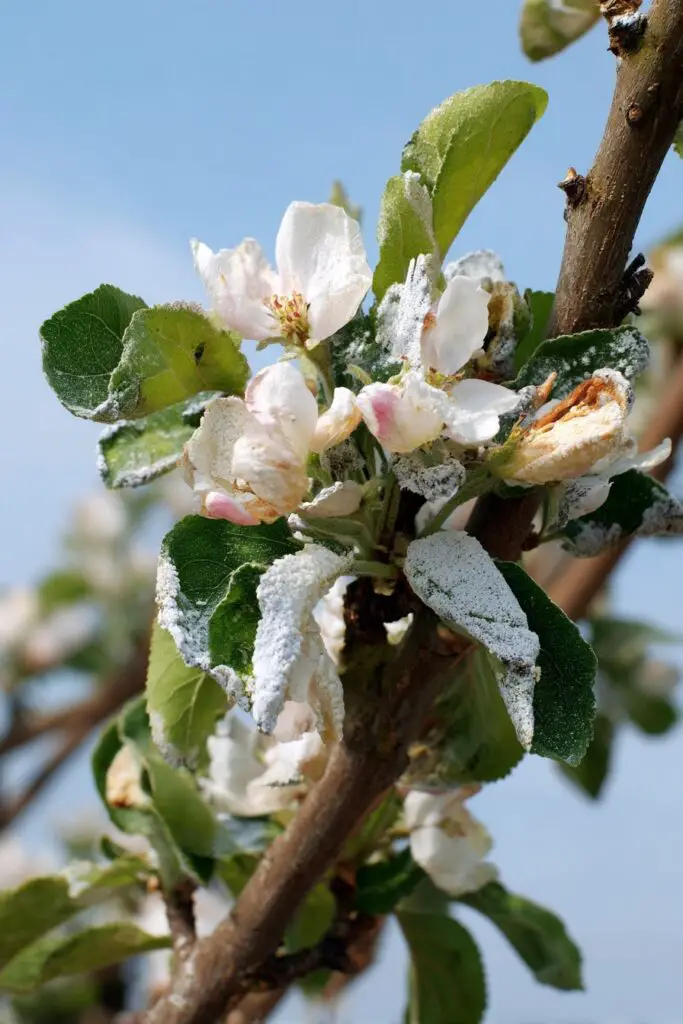 Top 5 Apple Tree Problems and How to Fix Them 6 Top 5 Apple Tree Problems and How to Fix Them
