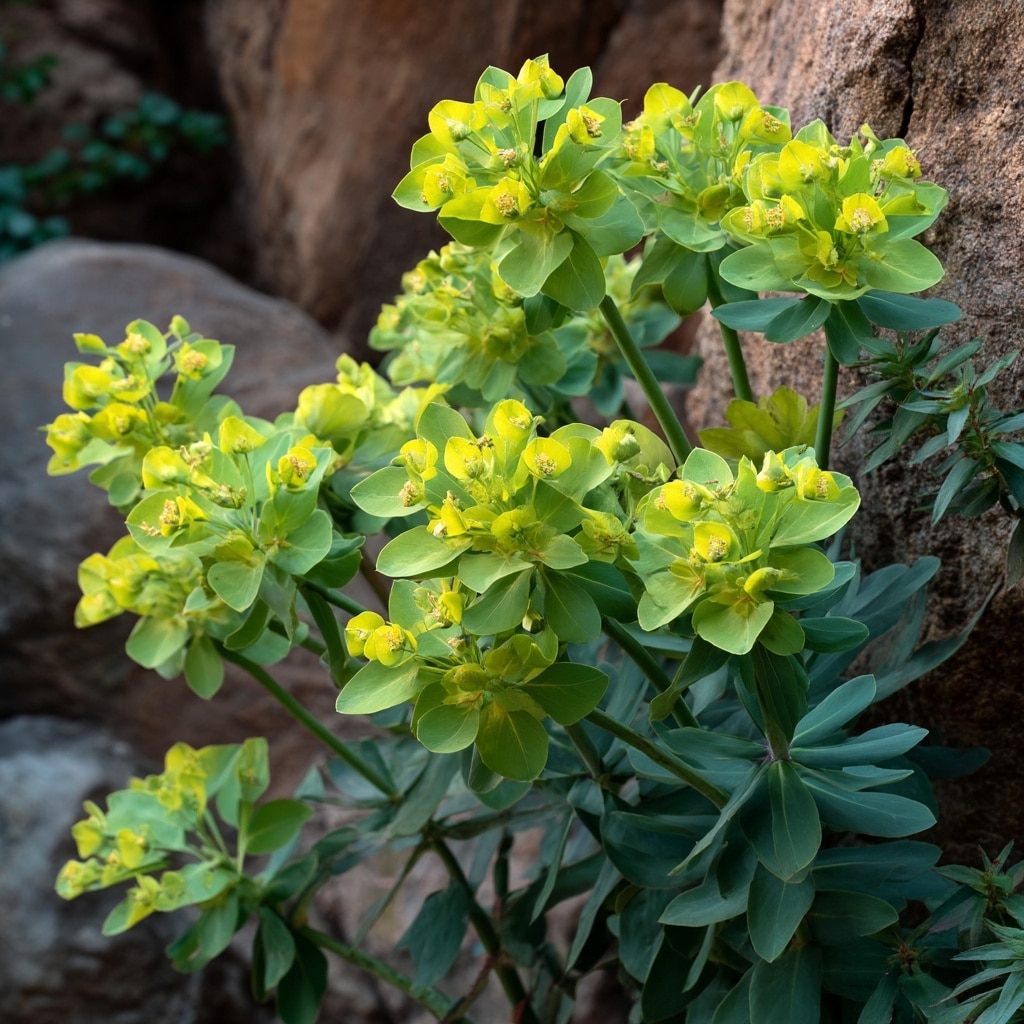 Green Flowers for Your Garden 9 Green Flowers for Your Garden