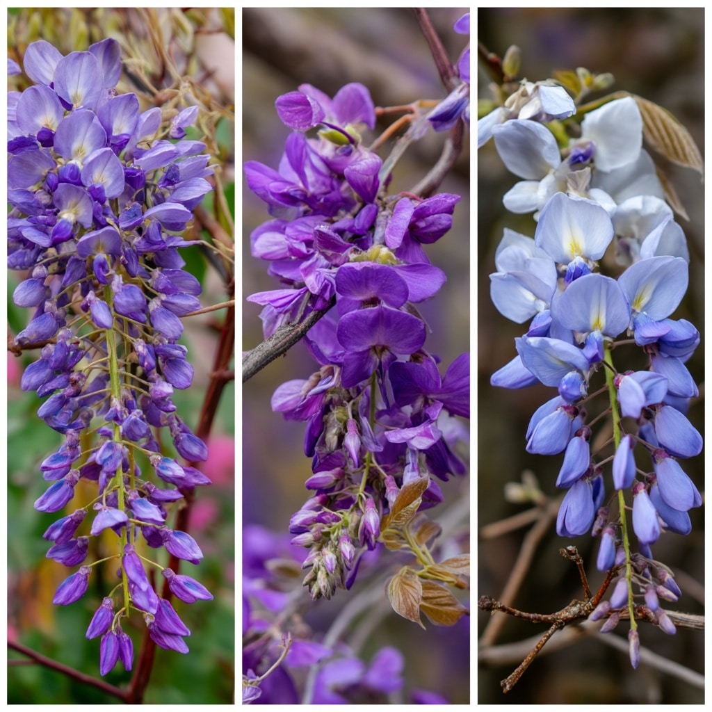 How to Grow and Care for Wisteria Flower