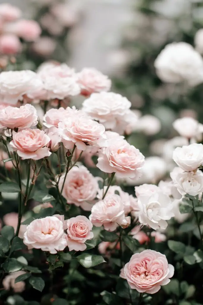 Rose Garden Ideas for Beautiful Backyard Designs 9 Rose Garden Ideas for Beautiful Backyard Designs