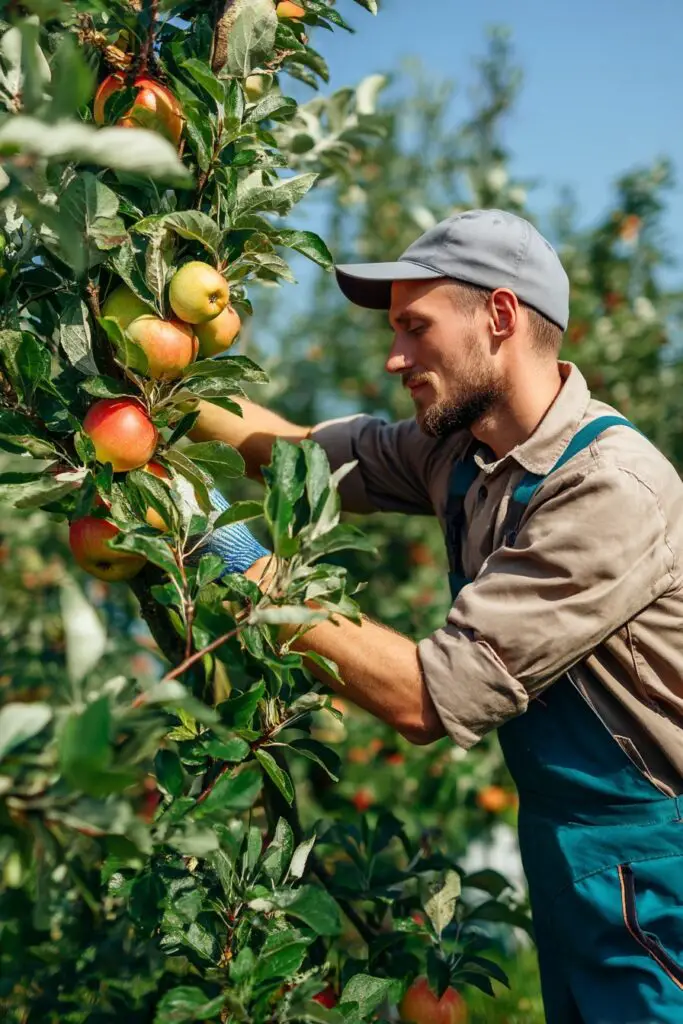 Top 5 Apple Tree Problems and How to Fix Them 7 Top 5 Apple Tree Problems and How to Fix Them