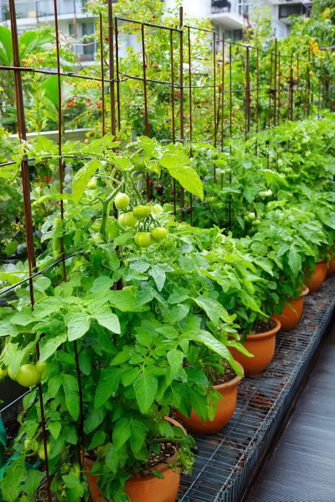 How to Start a Vegetable Garden in 9 Easy Steps 5 How to Start a Vegetable Garden in 9 Easy Steps