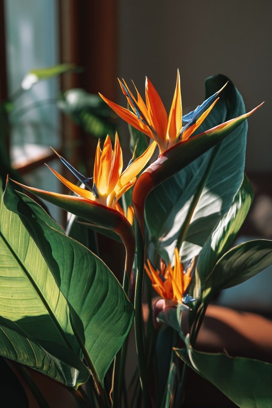 Plant Spotlight: Bird of Paradise Plant Care Guide
