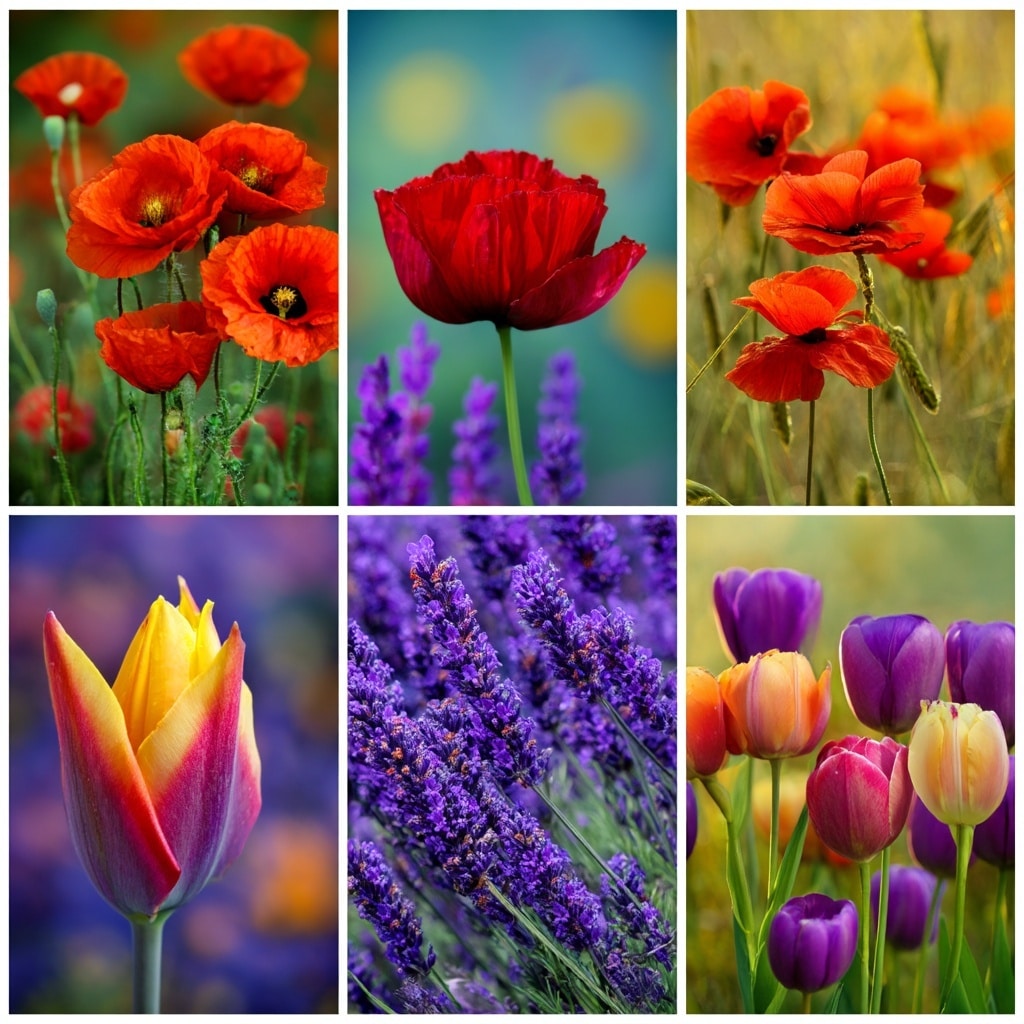 6 Gorgeous Spring Flowers From Around the World