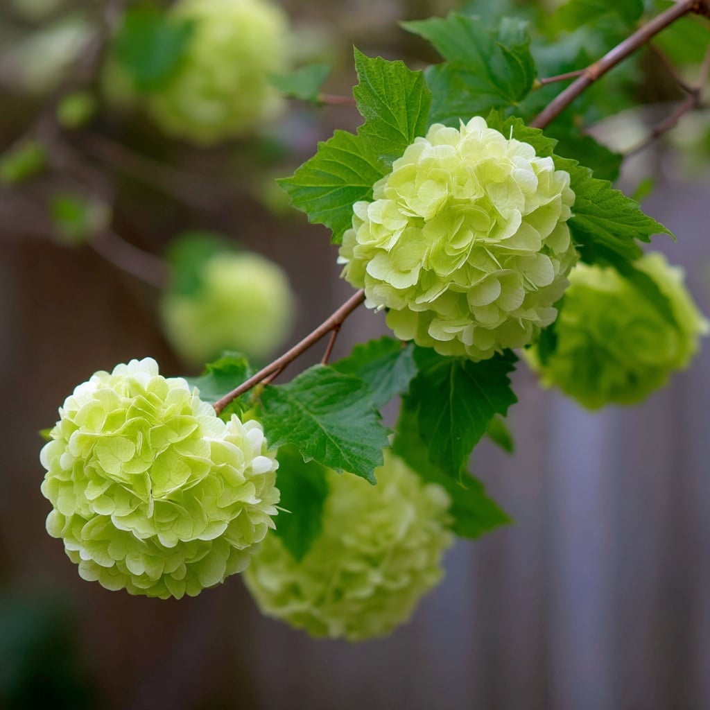 Green Flowers for Your Garden