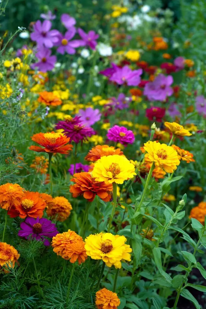 5 Butterfly Garden Planting Recipes 2 5 Butterfly Garden Planting Recipes