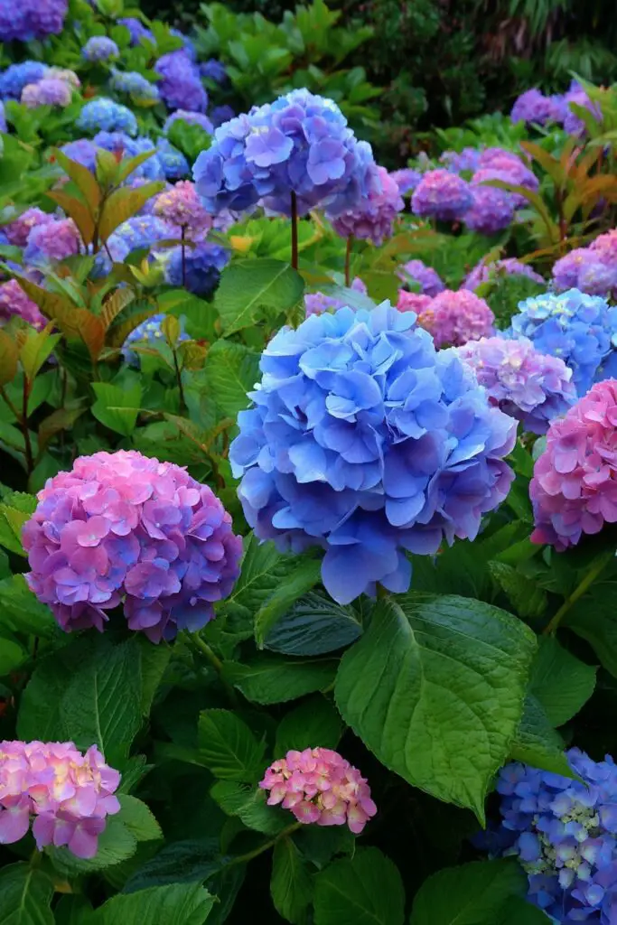 6 Types of Hydrangeas to Elevate Any Landscape 2 6 Types of Hydrangeas to Elevate Any Landscape