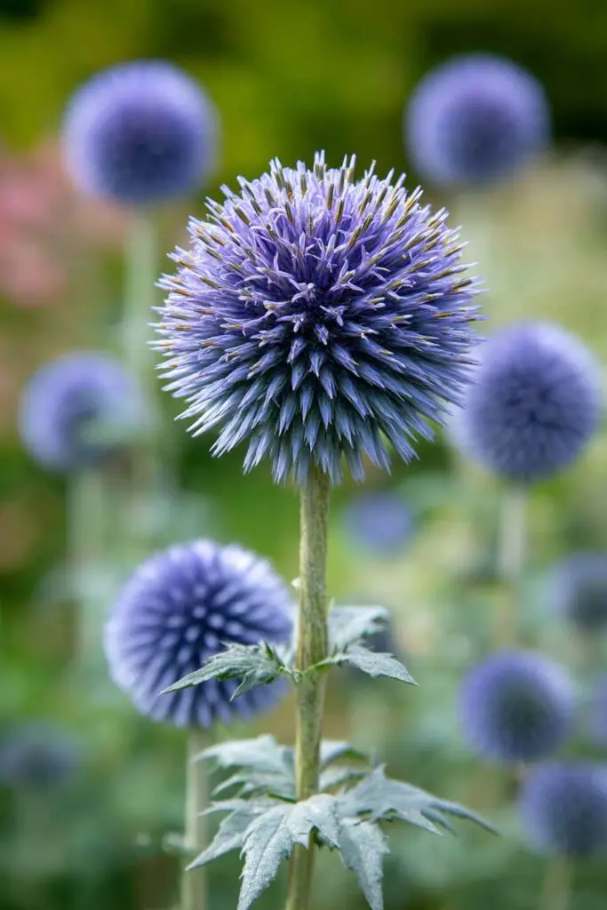 13 Unique Flowers That Make Your Garden Stand Out 2 13 Unique Flowers That Make Your Garden Stand Out