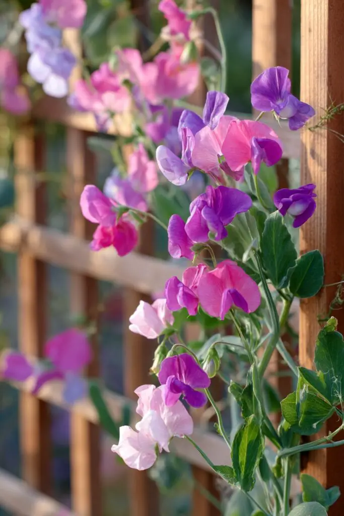 9 Perennial Flowers to Plant in April for Lasting Blooms 2 9 Perennial Flowers to Plant in April for Lasting Blooms