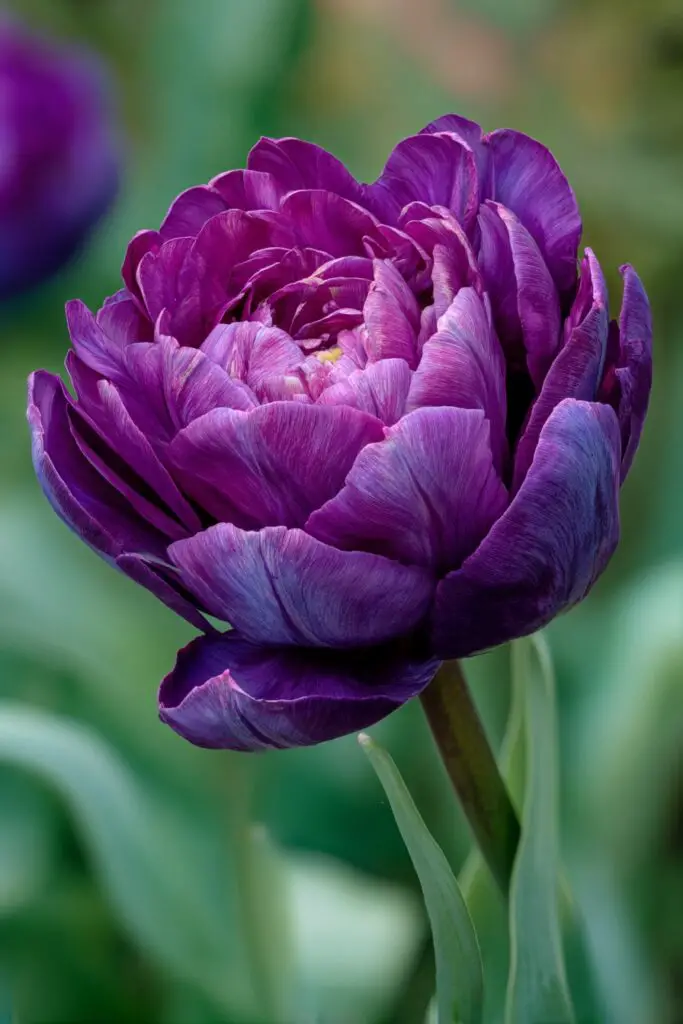 Do Blue Tulips Exist in Nature? 2 Do Blue Tulips Exist in Nature?