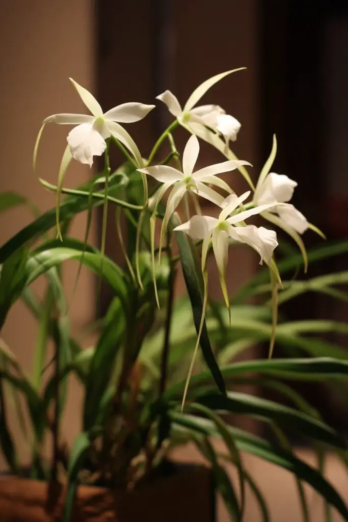 11 Fragrant Indoor Plants for a Garden-Fresh Home 12 11 Fragrant Indoor Plants for a Garden-Fresh Home