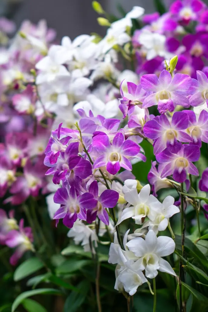 13 Unique Flowers That Make Your Garden Stand Out 14 13 Unique Flowers That Make Your Garden Stand Out