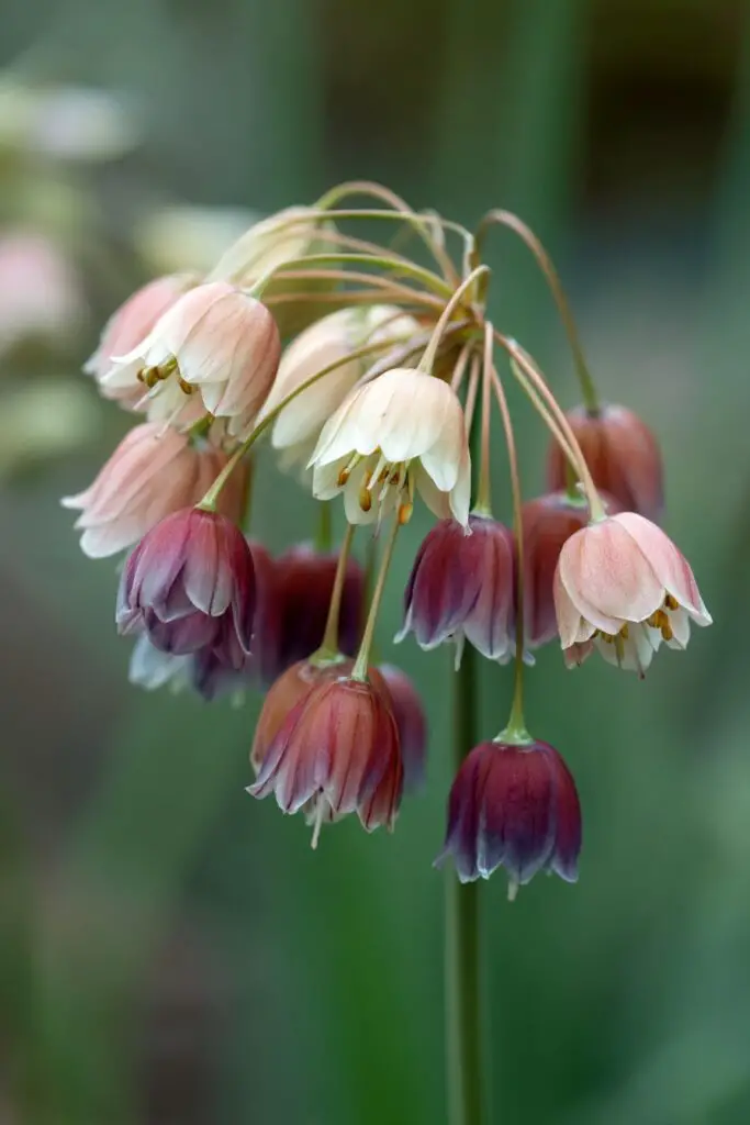 13 Unique Flowers That Make Your Garden Stand Out 3 13 Unique Flowers That Make Your Garden Stand Out