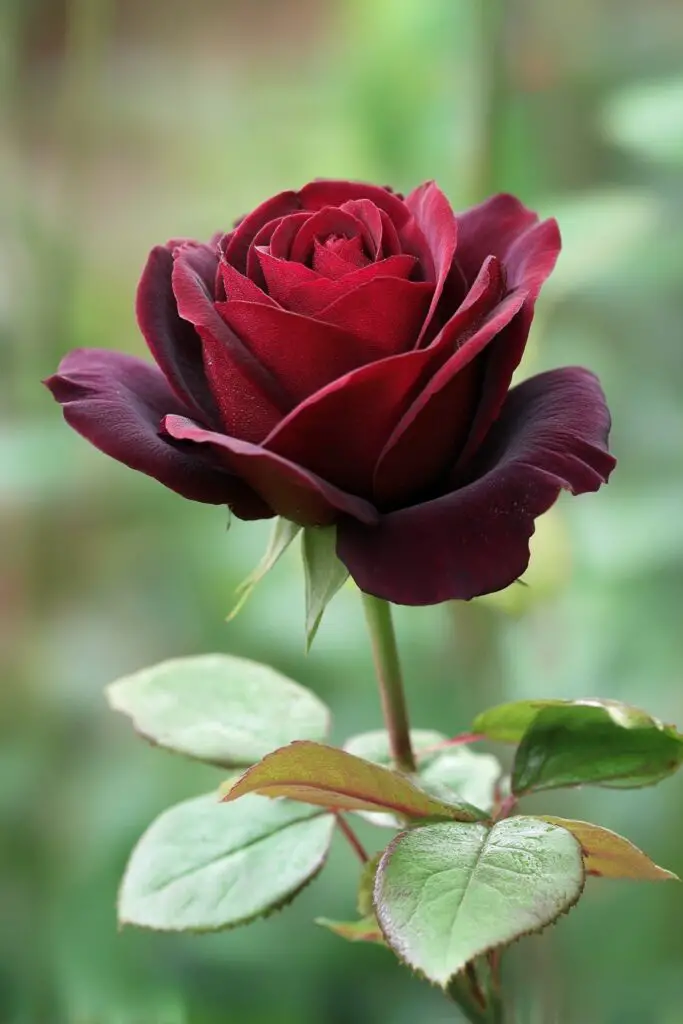 7 Stunning Black Roses to Grow in Your Garden 3 7 Stunning Black Roses to Grow in Your Garden