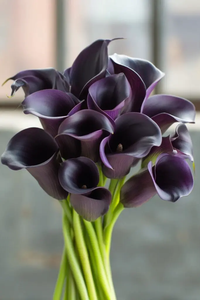 10 Stunning Black Flowers for Bold Bouquets 3 10 Stunning Black Flowers for Bold Bouquets
