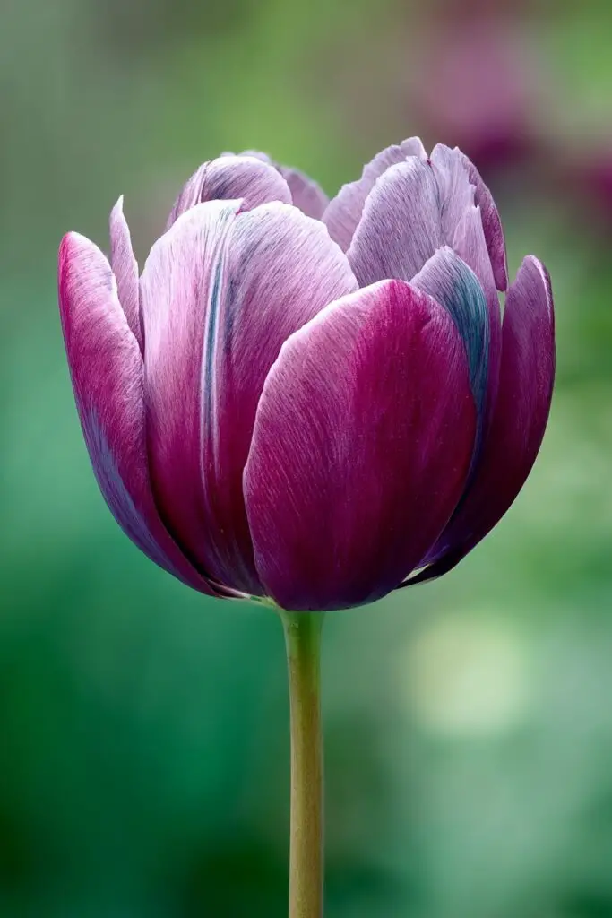 Do Blue Tulips Exist in Nature? 3 Do Blue Tulips Exist in Nature?