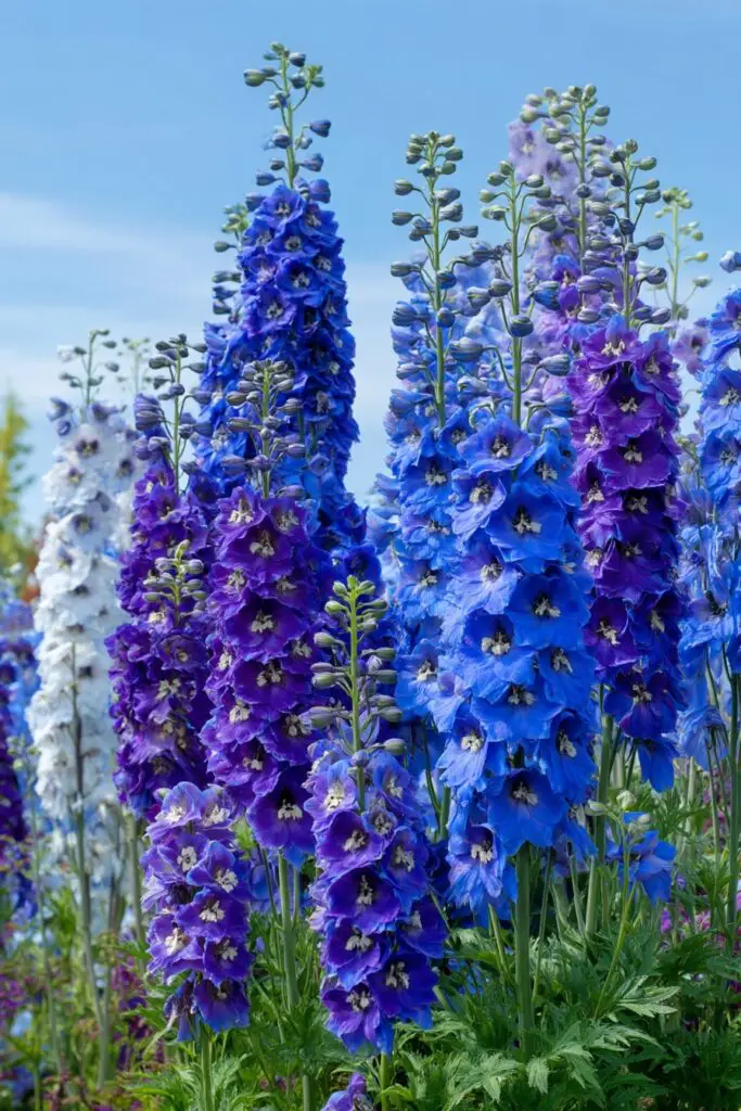 9 Perennial Flowers to Plant in April for Lasting Blooms 4 9 Perennial Flowers to Plant in April for Lasting Blooms