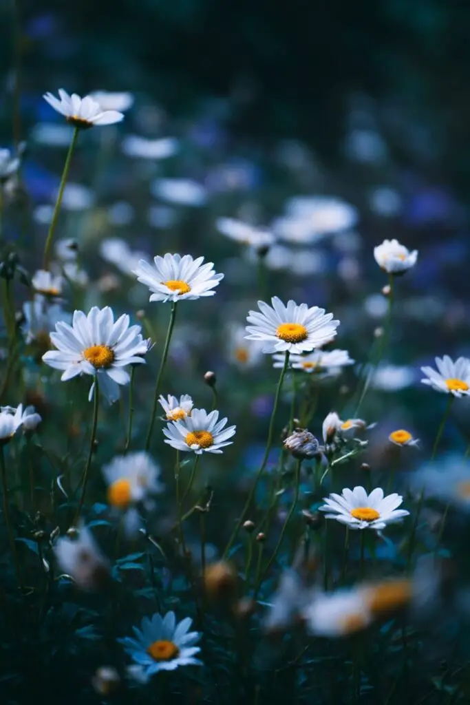 The Meaning of Daisy Flowers Explained 4 The Meaning of Daisy Flowers Explained